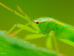 spring insects 40