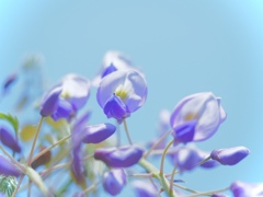 Wisteria