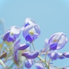 Wisteria