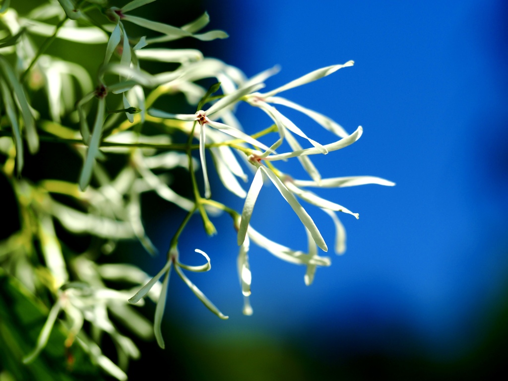 Early summer flowers 5