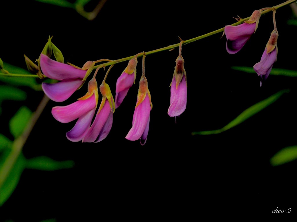 June wind color 49