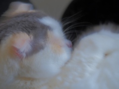 グ〜グ〜