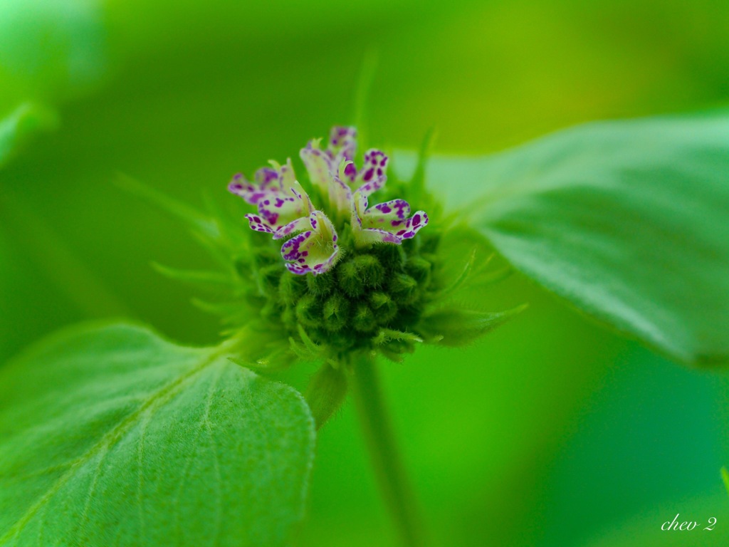 Swaying summer flowers 8