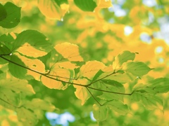 Yellow and green
