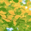 Yellow and green