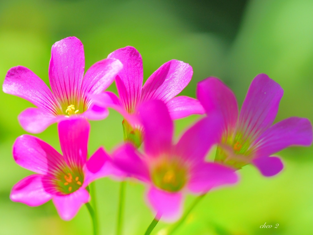 Swaying summer flowers 25
