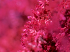 Amaranthus cruentu