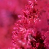 Amaranthus cruentu