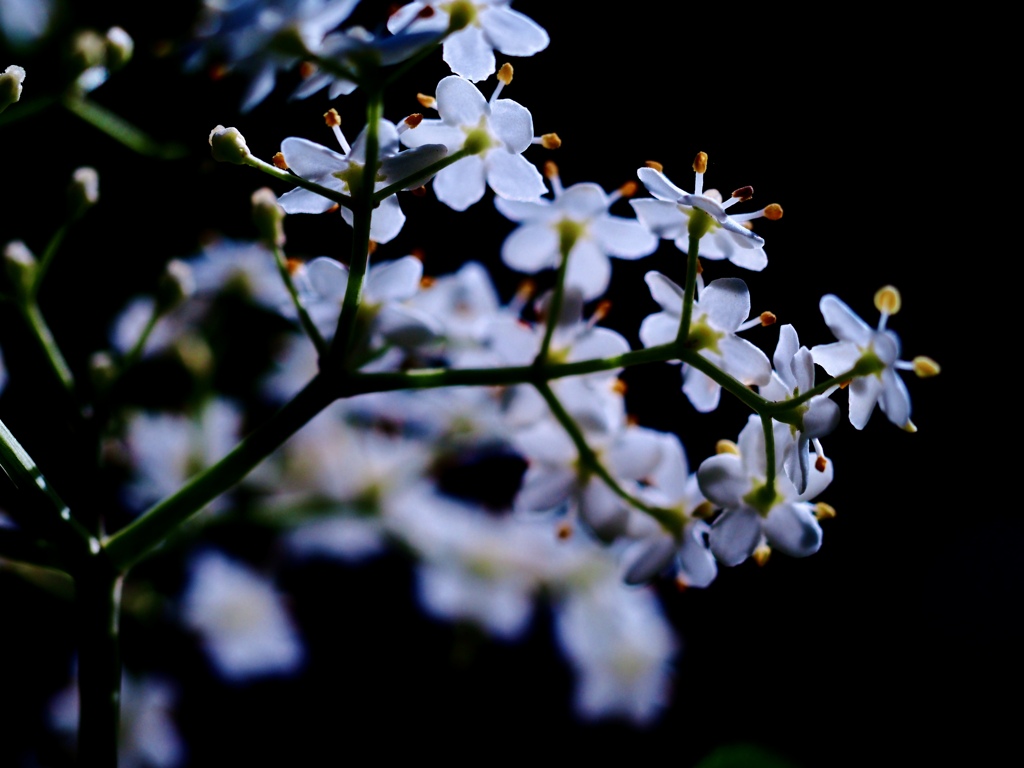 高嶺の花には届かない