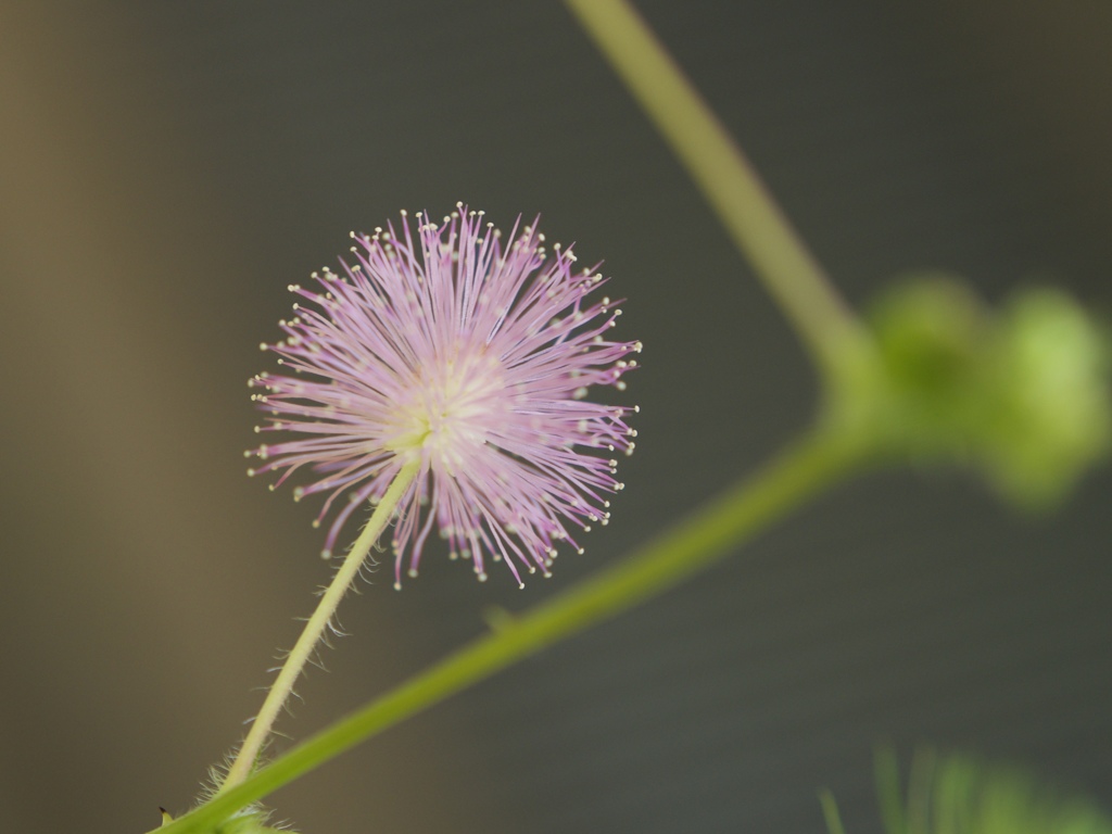 オジギソウの花