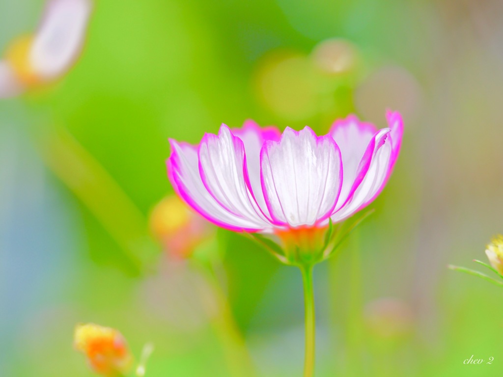 June wind color 7