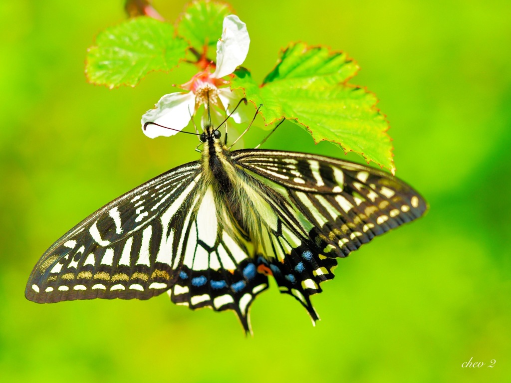 spring insects 17