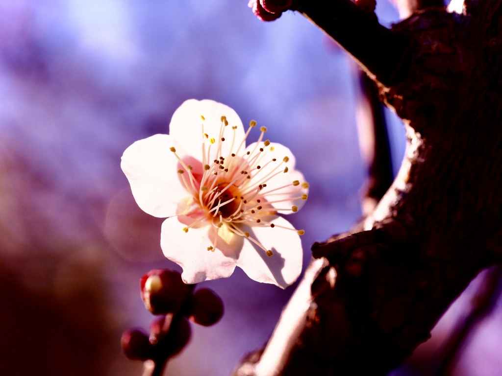 footsteps of spring22