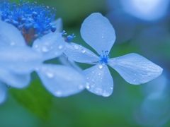 Hydrangea in the rain