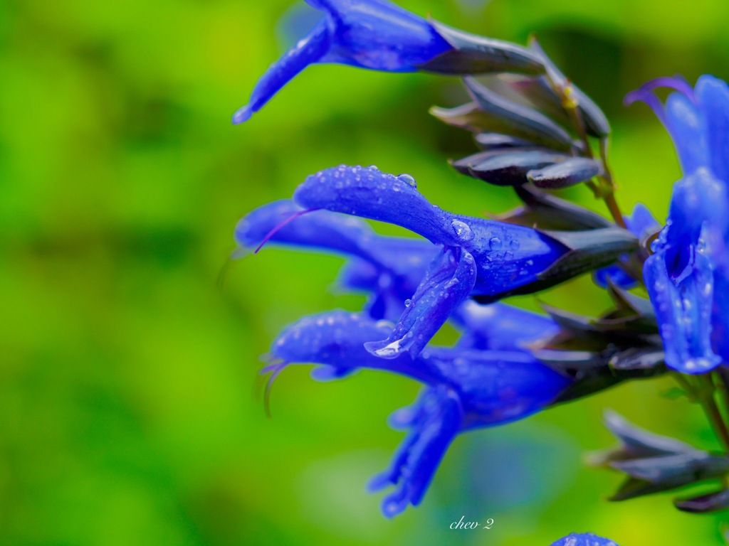 June wind color 40