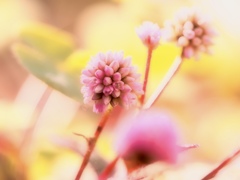footsteps of spring3
