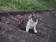 ヤツが来た その１