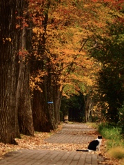 猫のいる散歩道