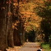 猫のいる散歩道