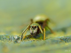 spring insects 13
