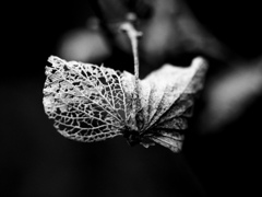 footsteps of spring51