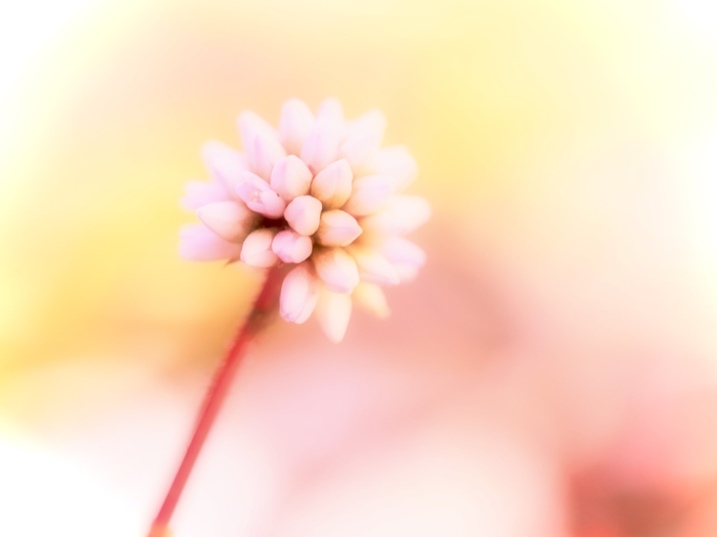 footsteps of spring6