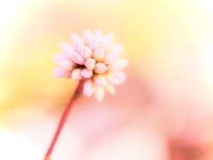 footsteps of spring6