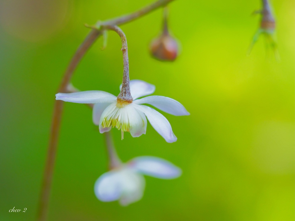 Swaying summer flowers 33