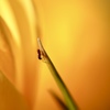 Yellow world .｡oOO