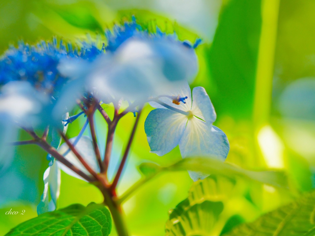 June wind color 30