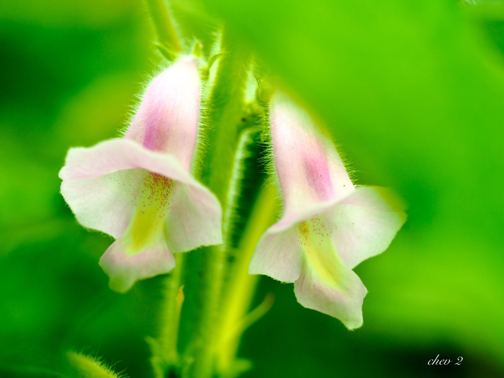 Swaying summer flowers 55