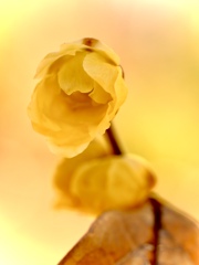 footsteps of spring10