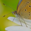 spring insects 14