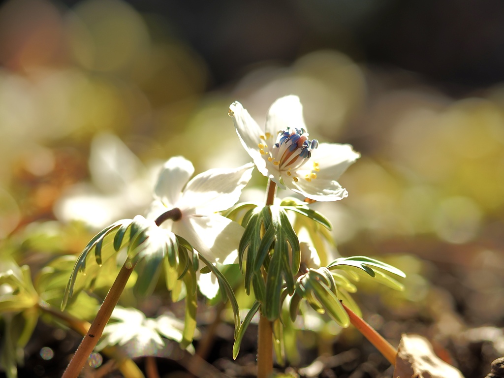 Spring has come! 7