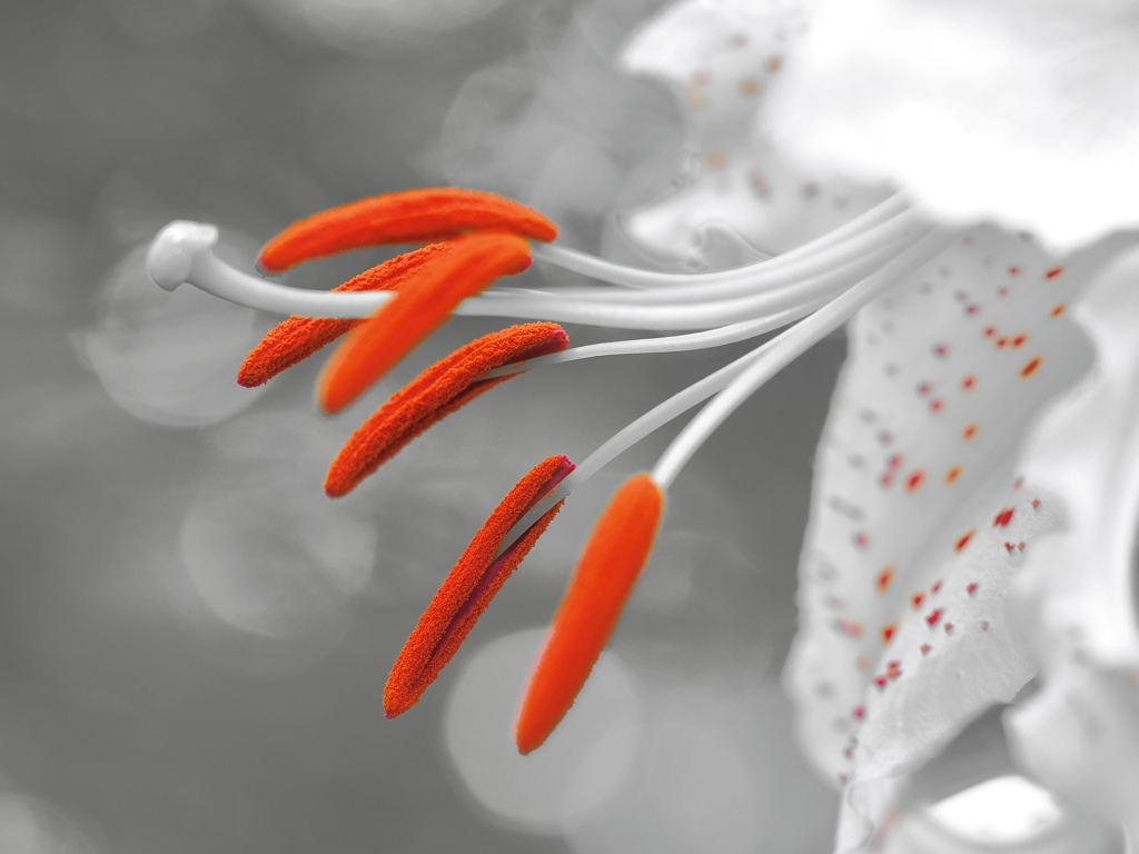 Ceramic Flowers