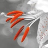 Ceramic Flowers