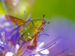 spring insects 33