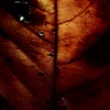 Winters11
