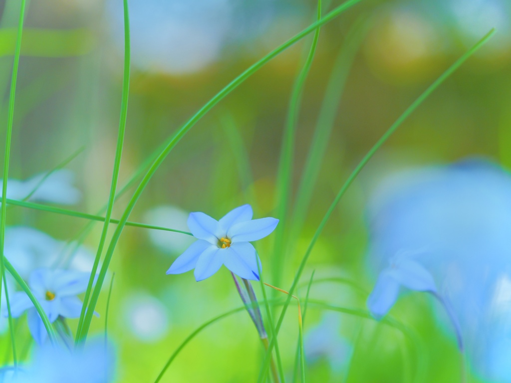 Spring Star
