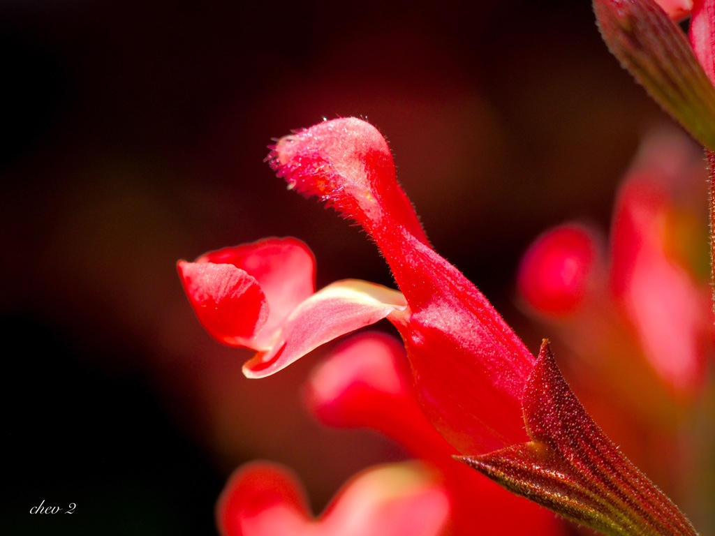 Swaying summer flowers 10