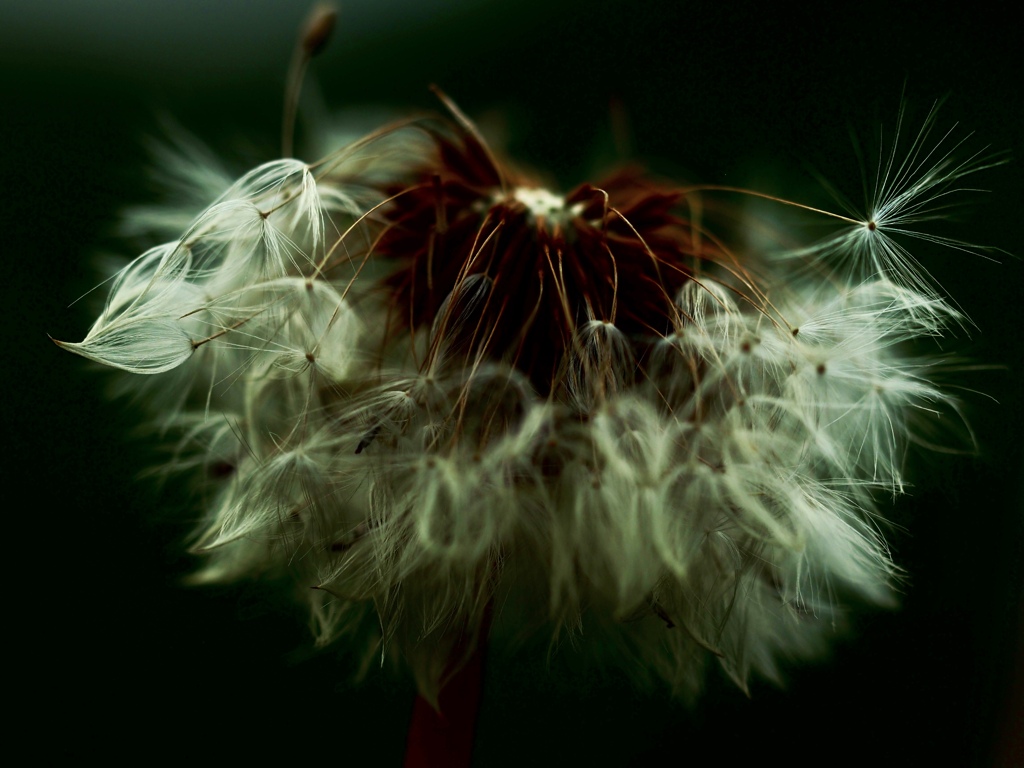 Early summer flowers 6