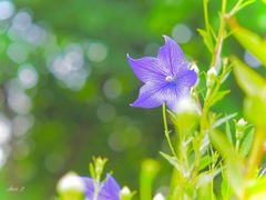 Swaying summer flowers 1