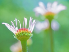 上に伸びる花びら
