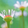 上に伸びる花びら
