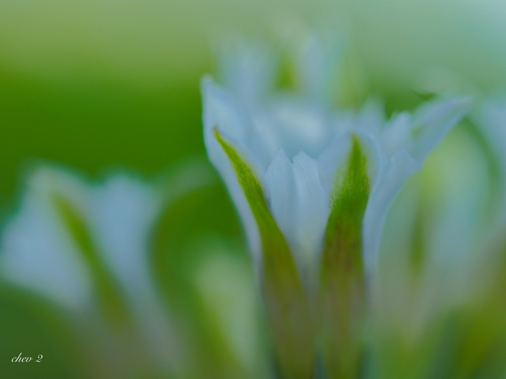 feel the spring 38