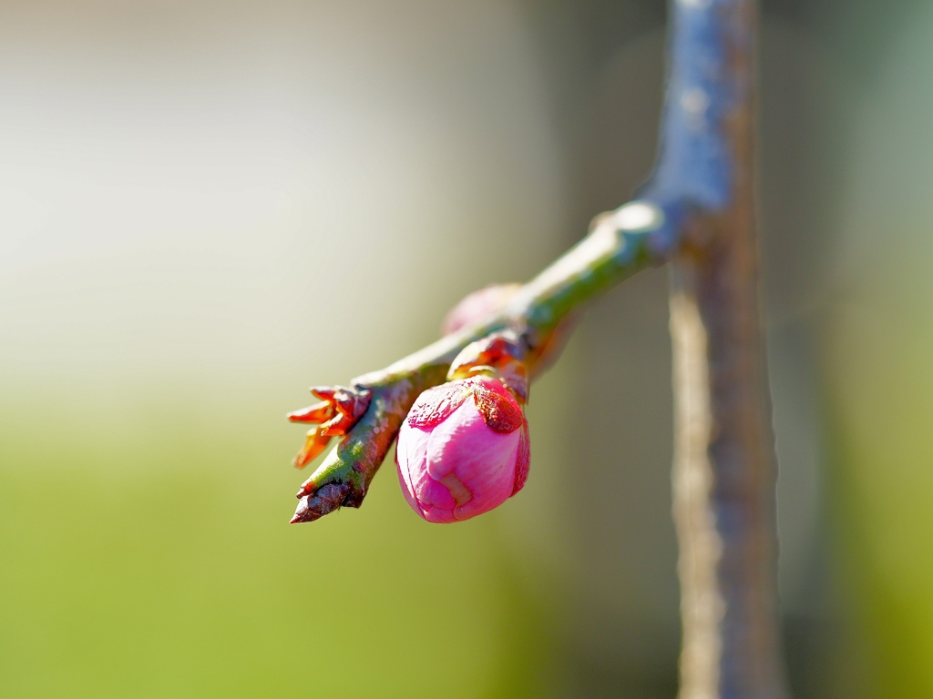 Spring has come! 35