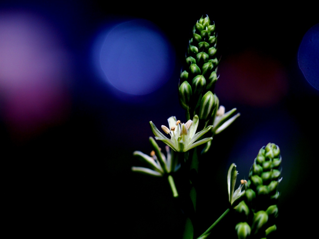 Early summer flowers 34