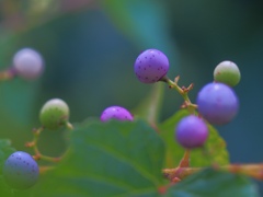 Seven-colored