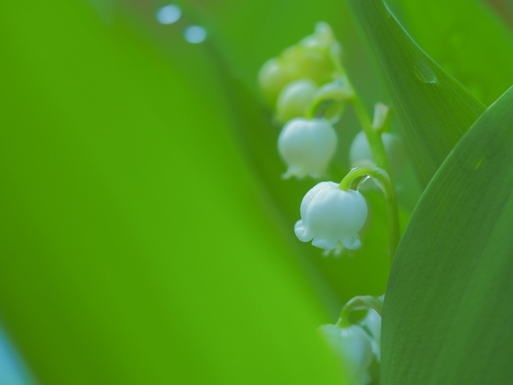Lily of the valley