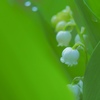 Lily of the valley